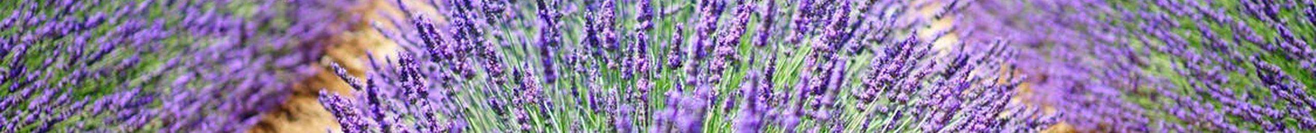 banner images